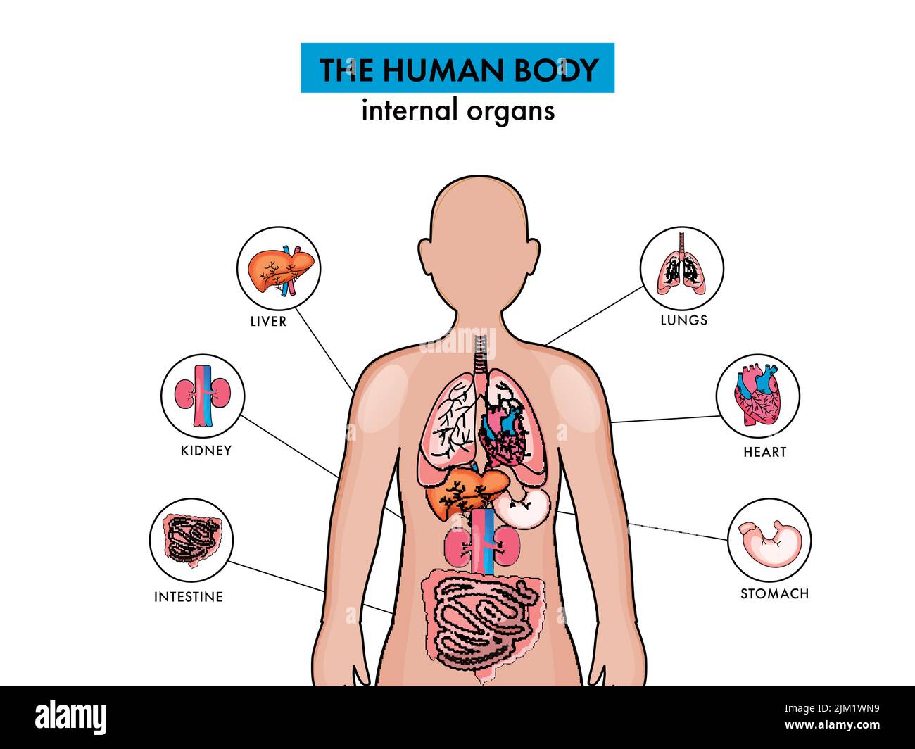 Anatomie Des Menschlichen Körpers Innere Organe Auf Weißem Hintergrund. Stock Vektor