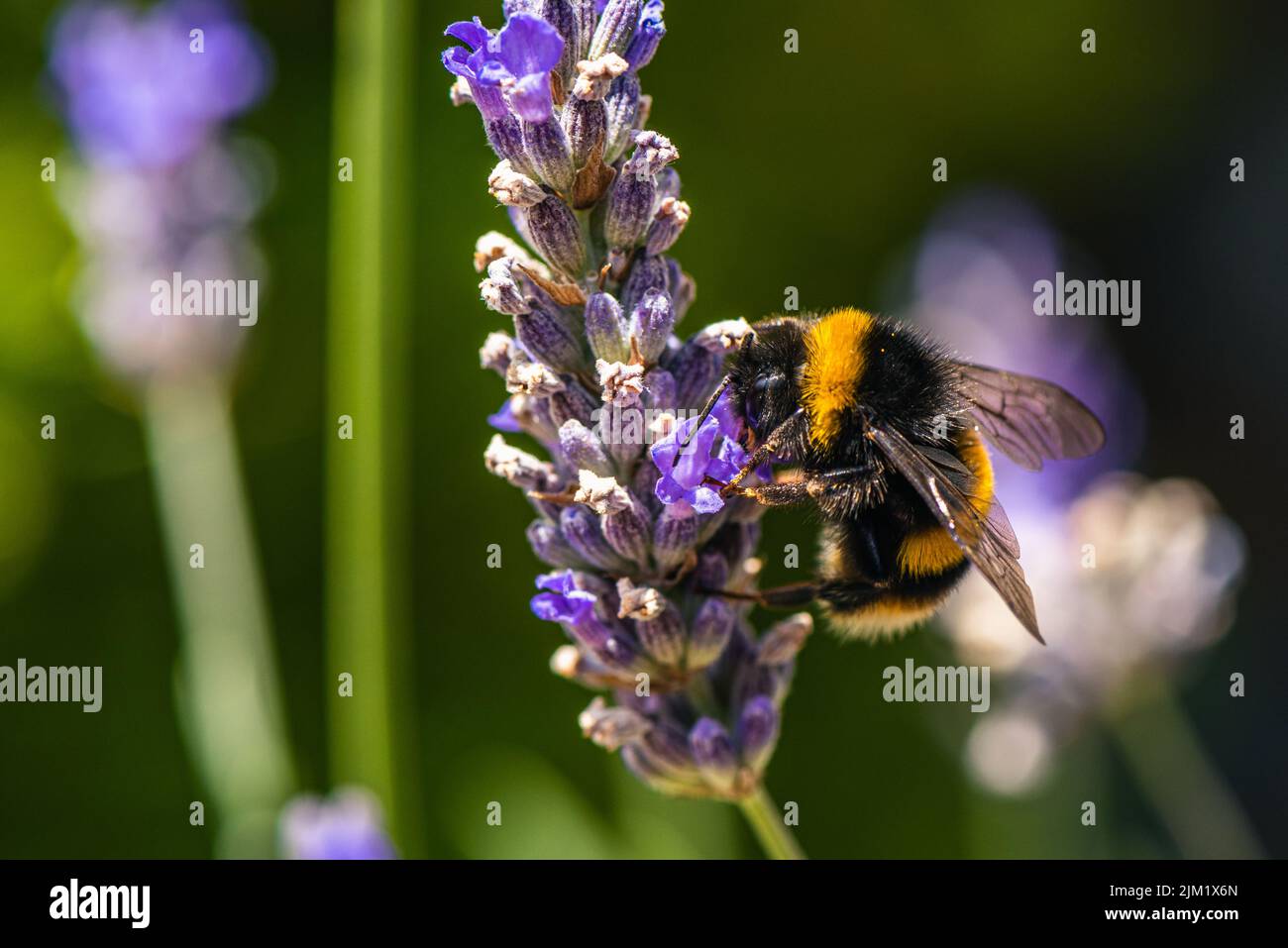Bumblebee, Bombus terrestris auf Lavendelblüten Stockfoto