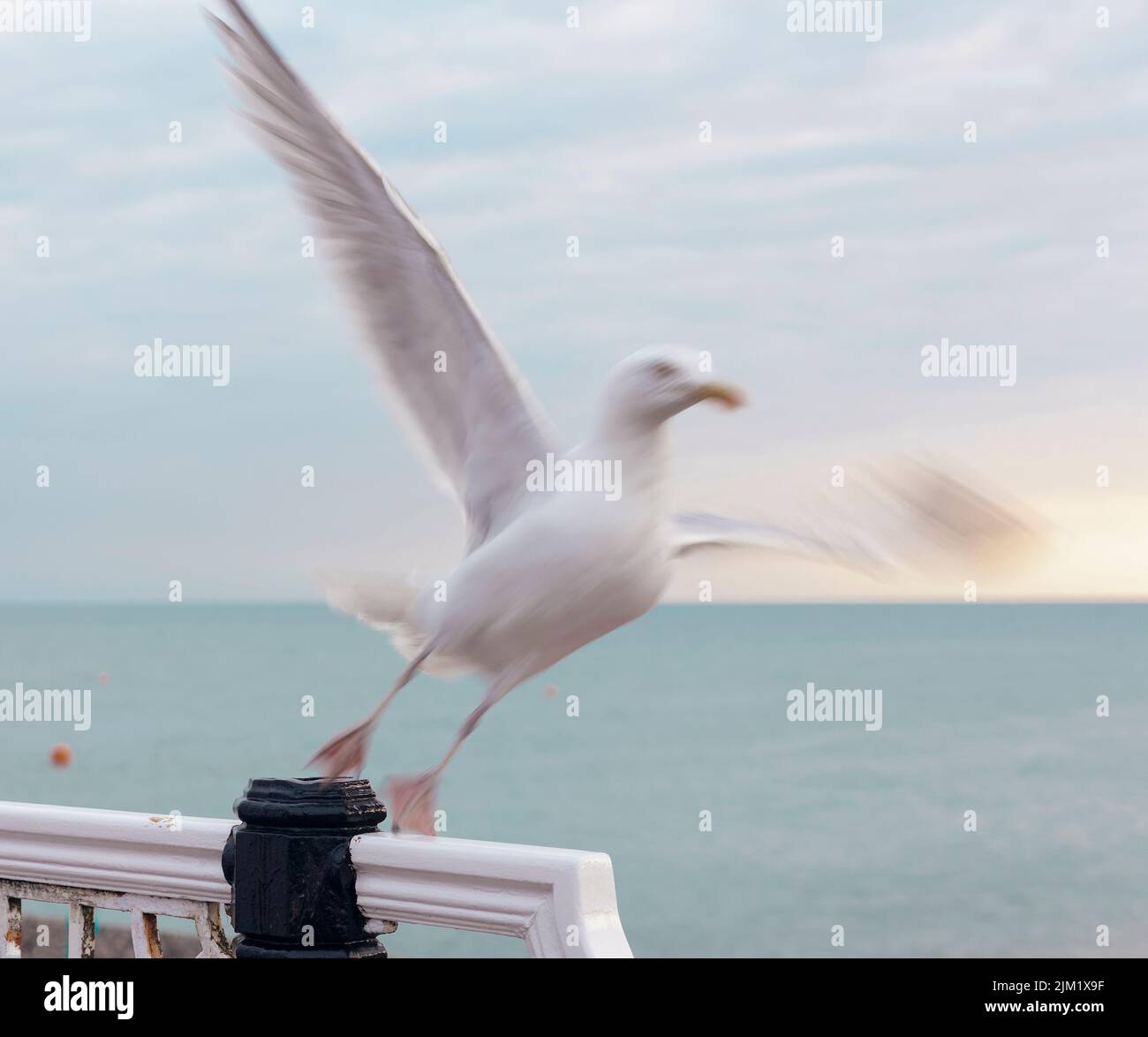 Seagull steht kurz vor dem Flug am Brighton Beach Stockfoto