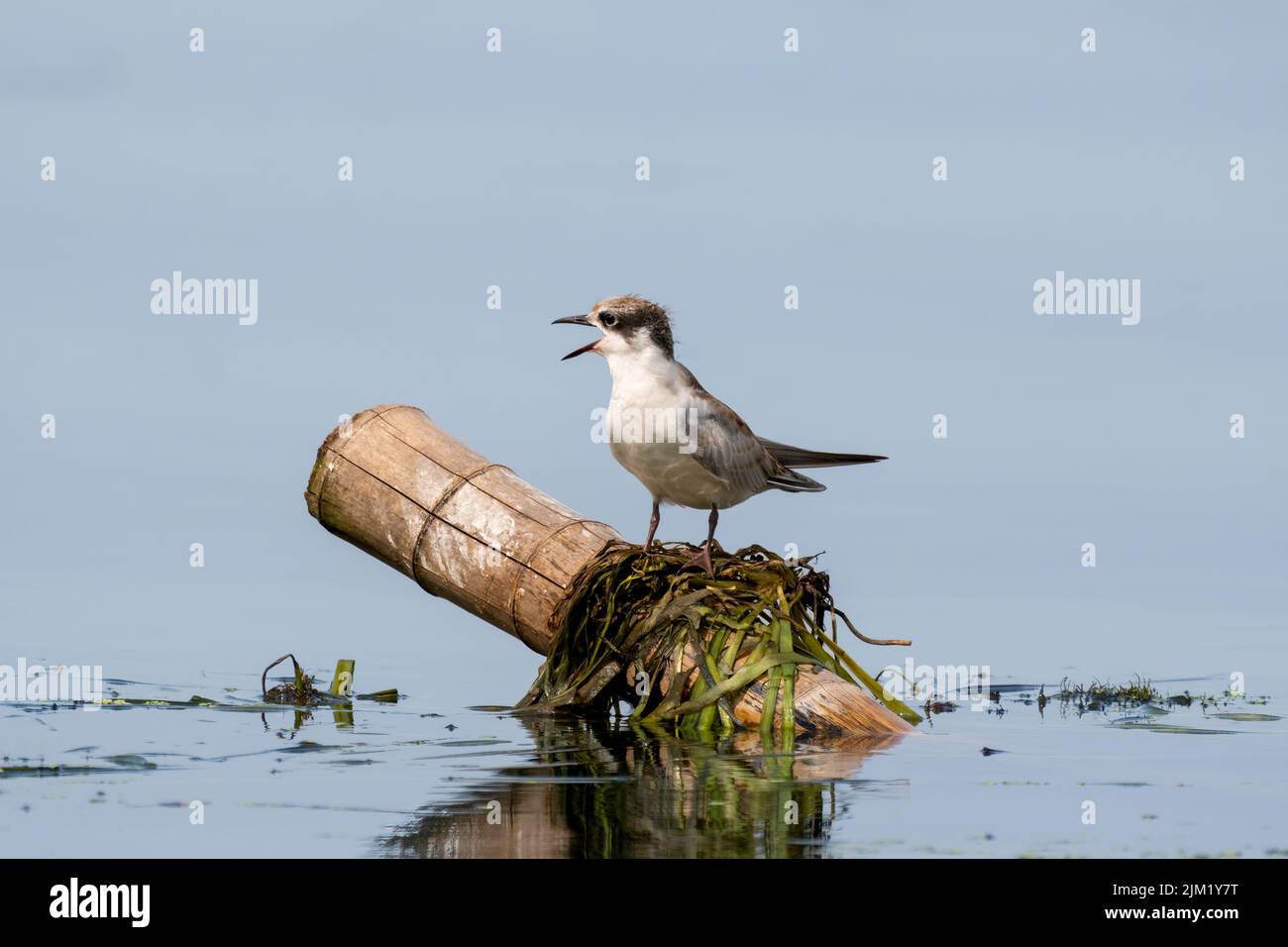 Nahaufnahme einer sitzenden juvenilen, geflüsterten Seeschwalbe mit schönem blauen Hintergrund an einem sonnigen Tag im Frühling Stockfoto