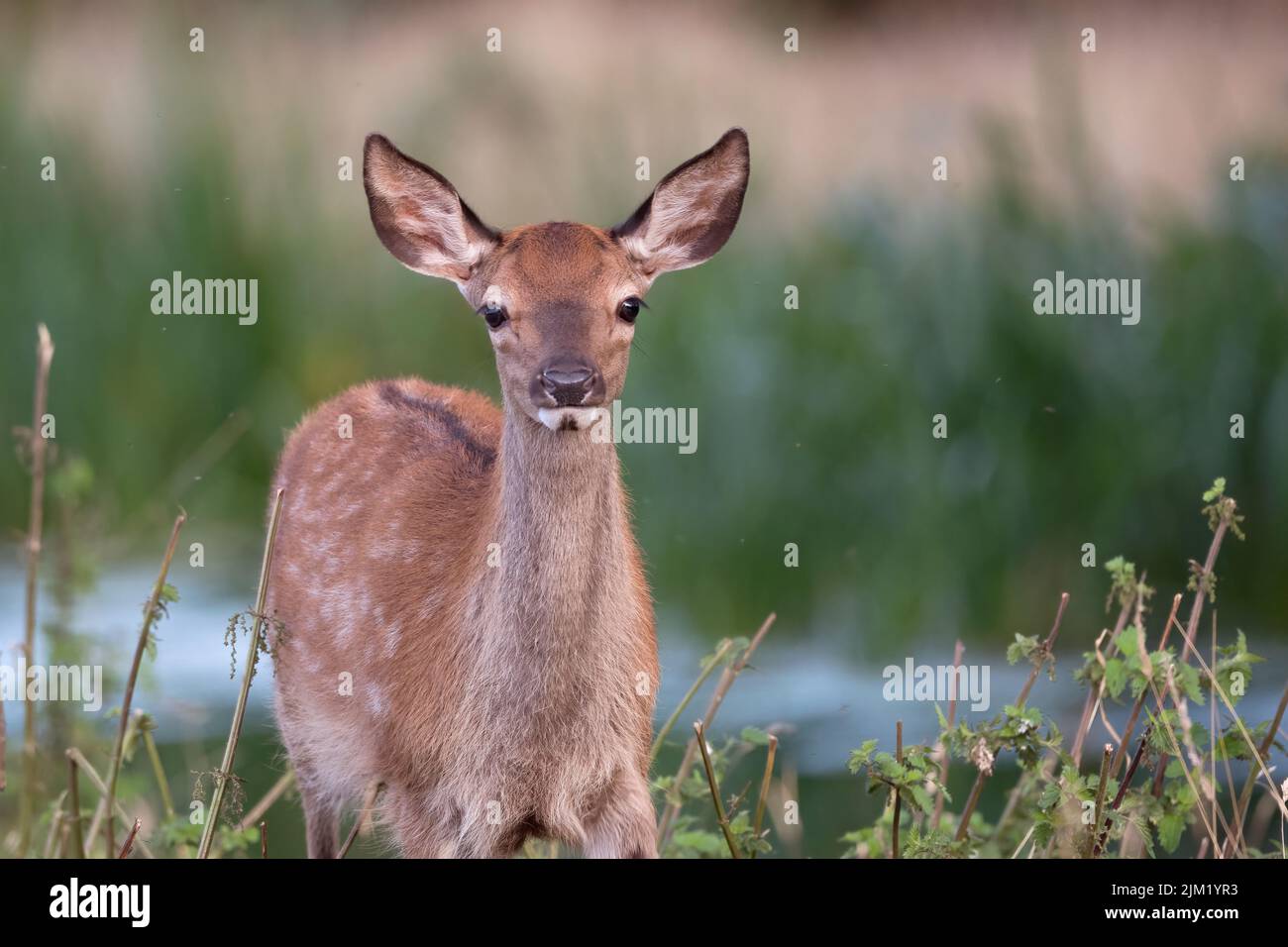 Damwild im langen Gras Stockfoto