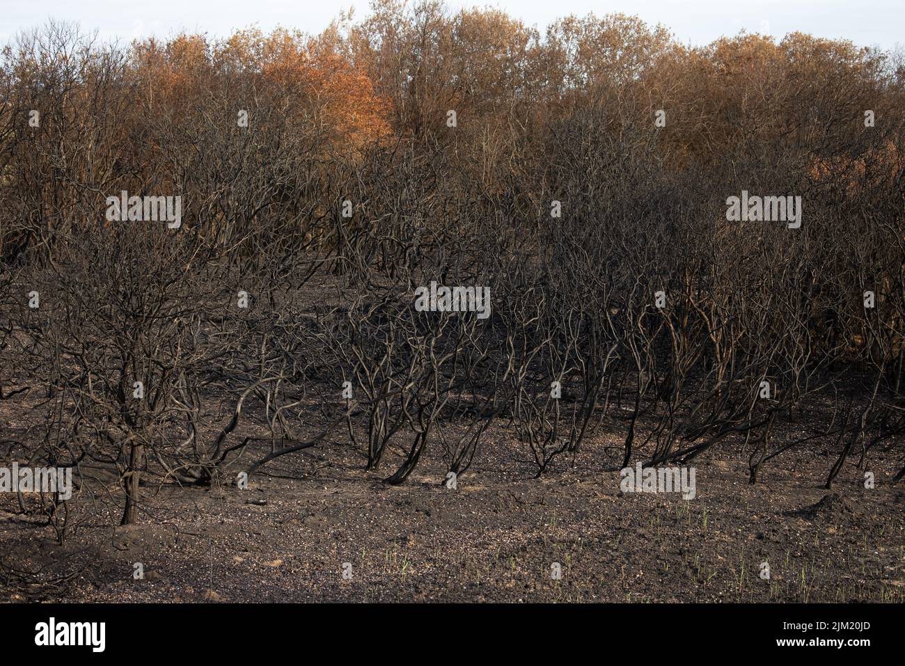 Feuer im Snettisham Coastal Park Norfolk GB Großbritannien, 2022. August Stockfoto