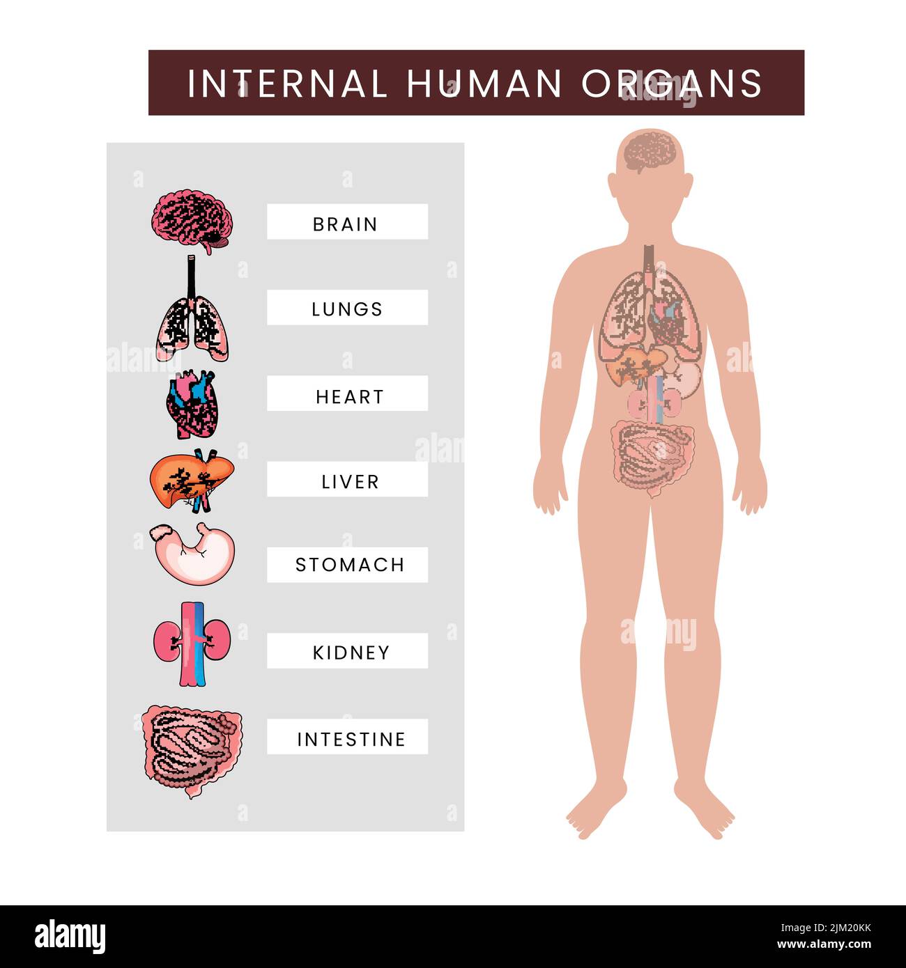 Menschlicher Körper Infografiken Zu Inneren Organen Vor Weißem Hintergrund. Stock Vektor