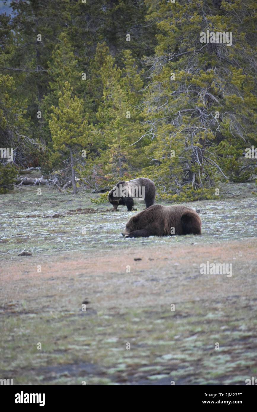 Yellowstone-Nationalpark. USA Grizzle Wildschwein und säen sehr nahe an der Autobahn ... vielleicht 50 Meter. Der Grizzlybär (Ursus arctos horribilis), Stockfoto