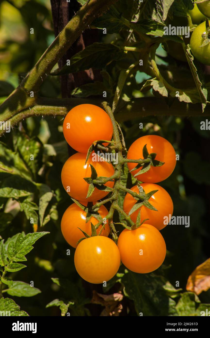 Gelber tomatengarten Fotos und Bildmaterial in hoher Auflösung Alamy