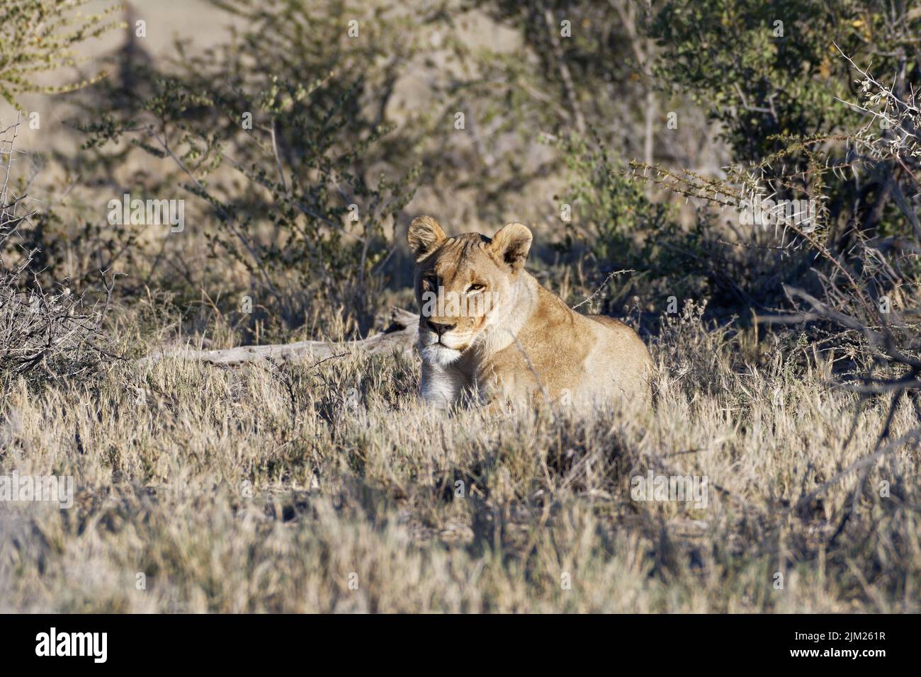 Löwin (Panthera leo), erwachsenes Weibchen in Ruhe, im Gras liegend, wachsam, Savanne, Etosha National Park, Namibia, Afrika Stockfoto