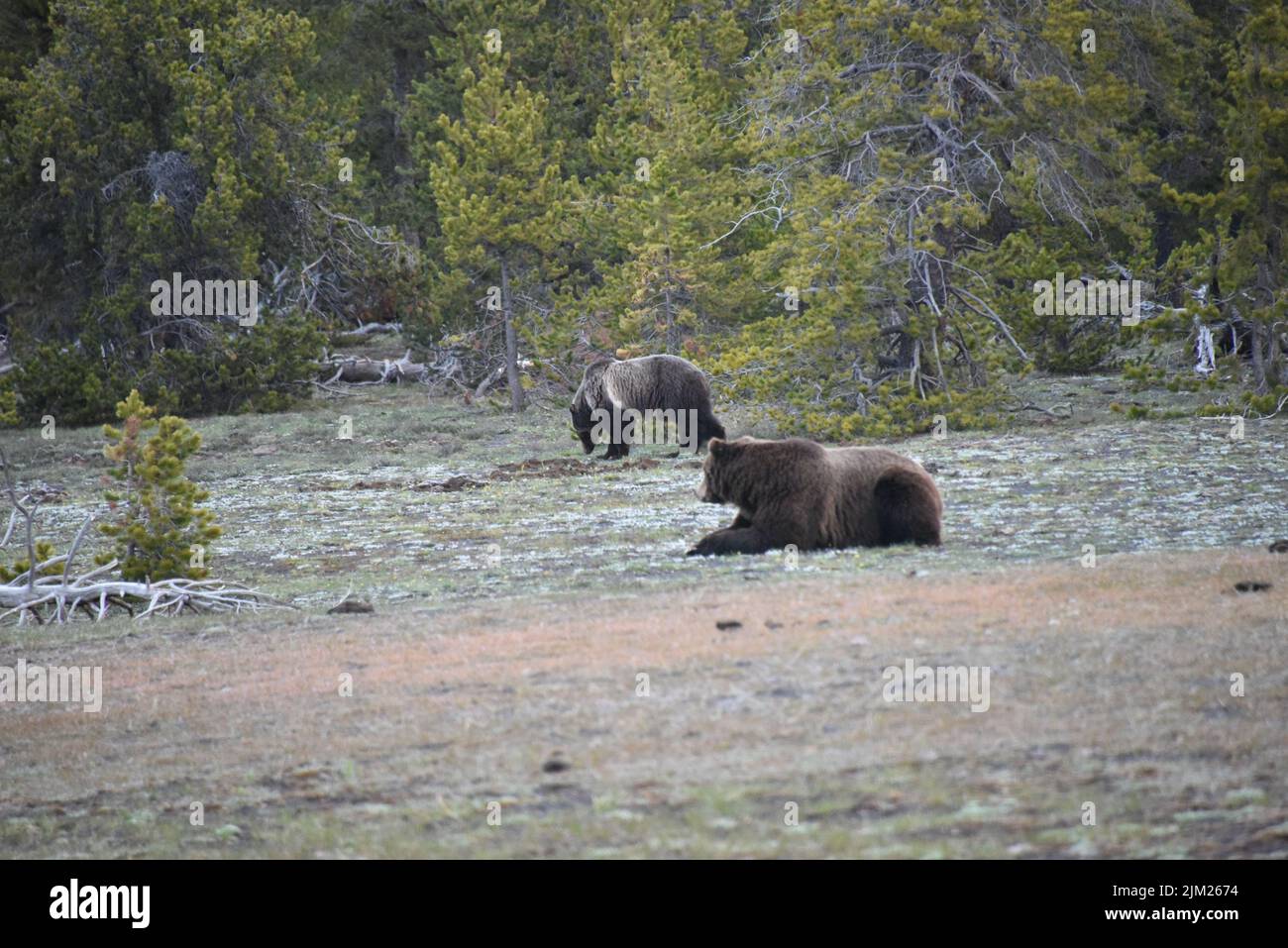 Yellowstone-Nationalpark. USA Grizzle Wildschwein und säen sehr nahe an der Autobahn ... vielleicht 50 Meter. Der Grizzlybär (Ursus arctos horribilis), Stockfoto