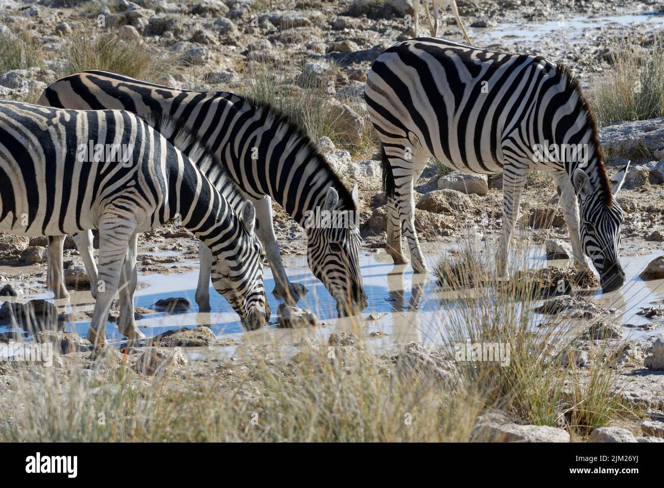 Burchell-Zebras (Equus quagga burchellii), Erwachsene, trinken am Wasserloch, Etosha-Nationalpark, Namibia, Afrika Stockfoto