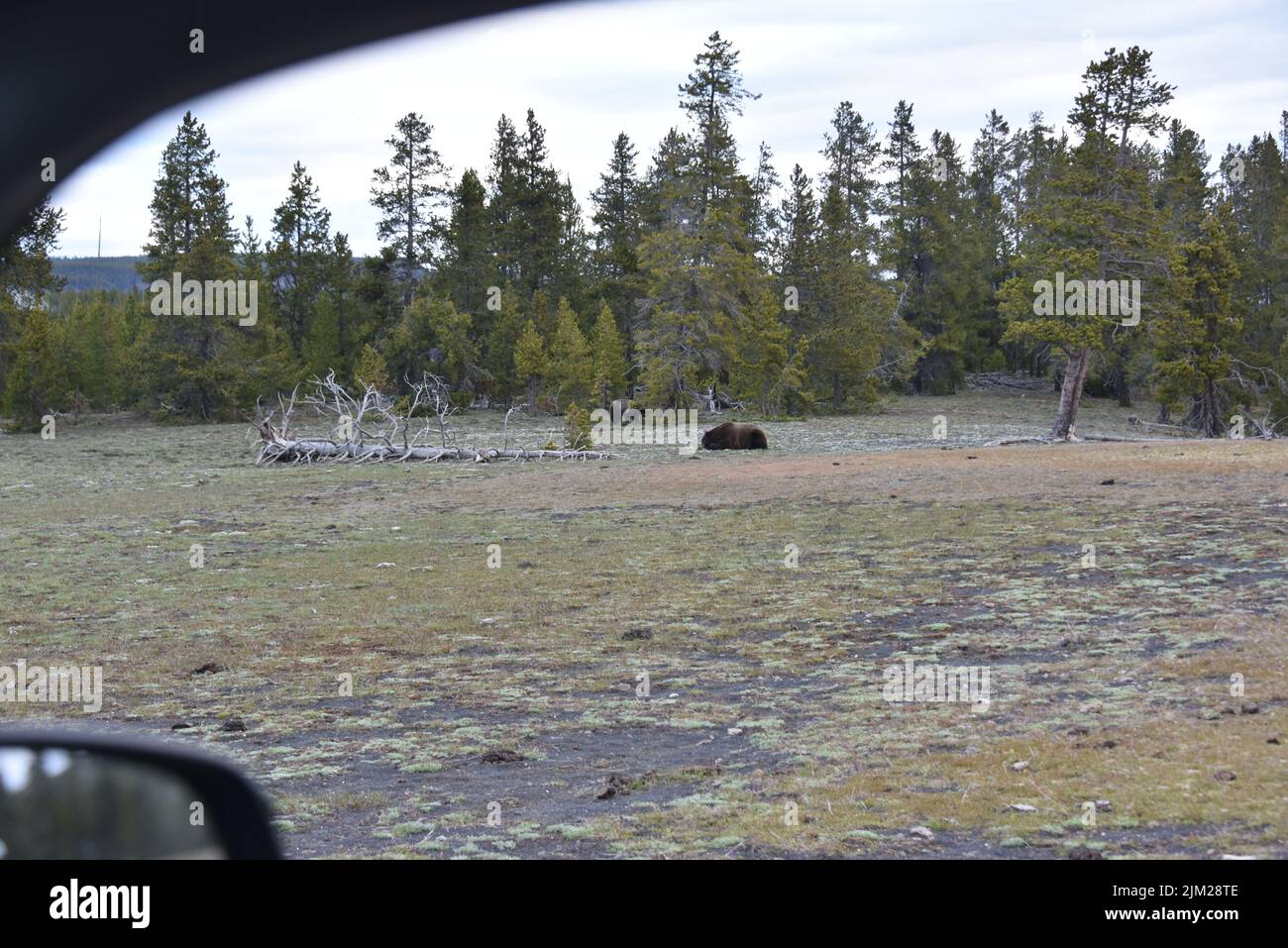 Yellowstone-Nationalpark. USA Grizzle Wildschwein und säen sehr nahe an der Autobahn ... vielleicht 50 Meter. Der Grizzlybär (Ursus arctos horribilis), Stockfoto