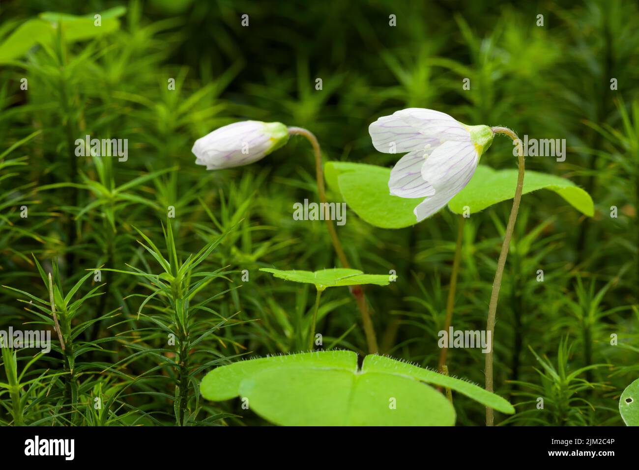 Der Holzschnauzer (Oxalis acetosella) blüht unter dem Bank Haircap (Polytrichastrum formosum) Moos in einem Wald in den Mendip Hills, Somerset, England. Stockfoto