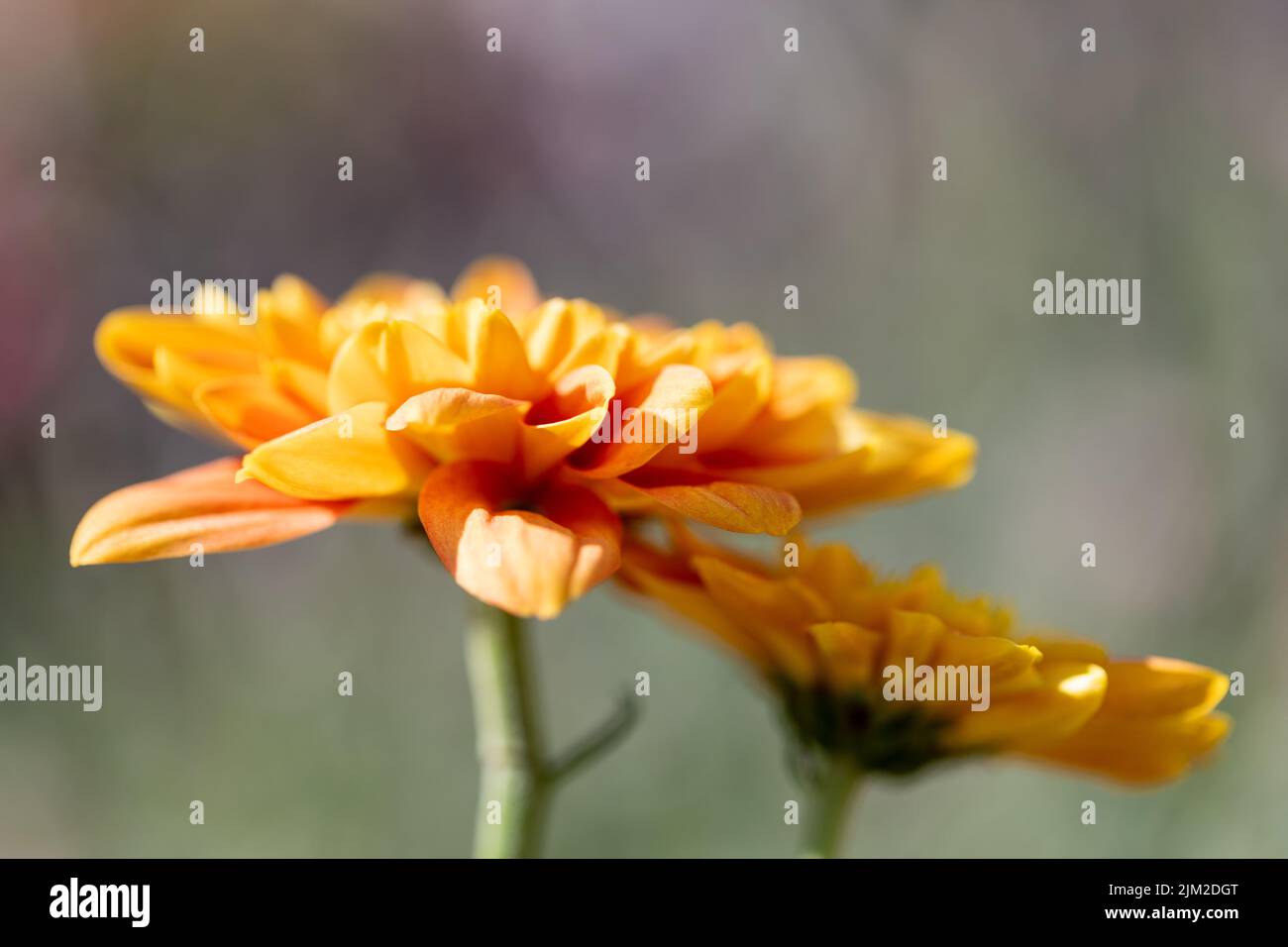 Orange Chrysanthemum Blüten in der Nähe. Stockfoto