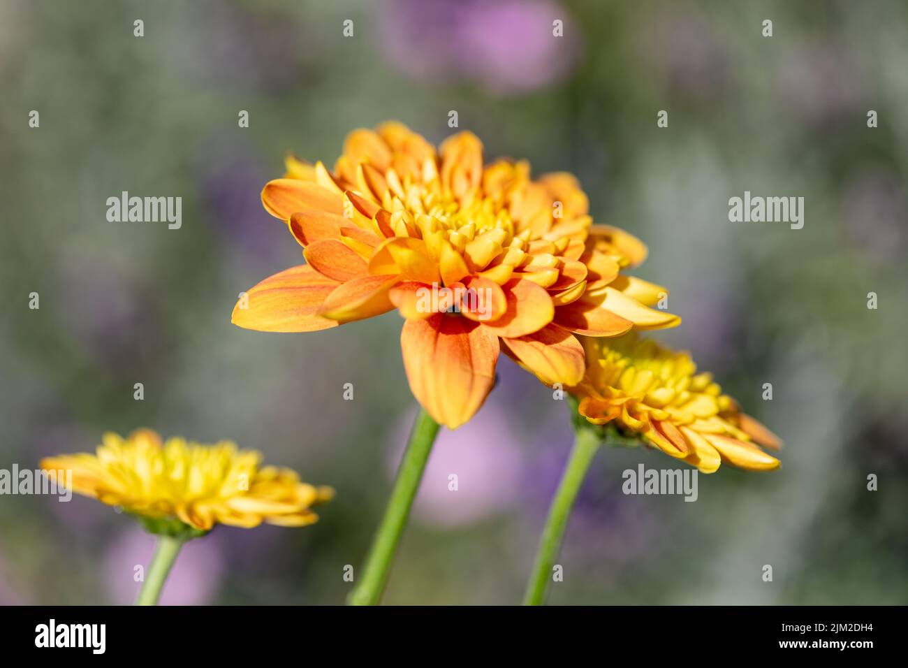 Orange Chrysanthemum Blumen Nahaufnahme, England, Vereinigtes Königreich Stockfoto
