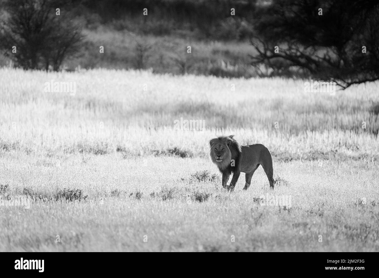 Kalahari-Löwe (Panthera leo). Kgalagadi Transfrontier Park, Kalahari, Südafrika Stockfoto