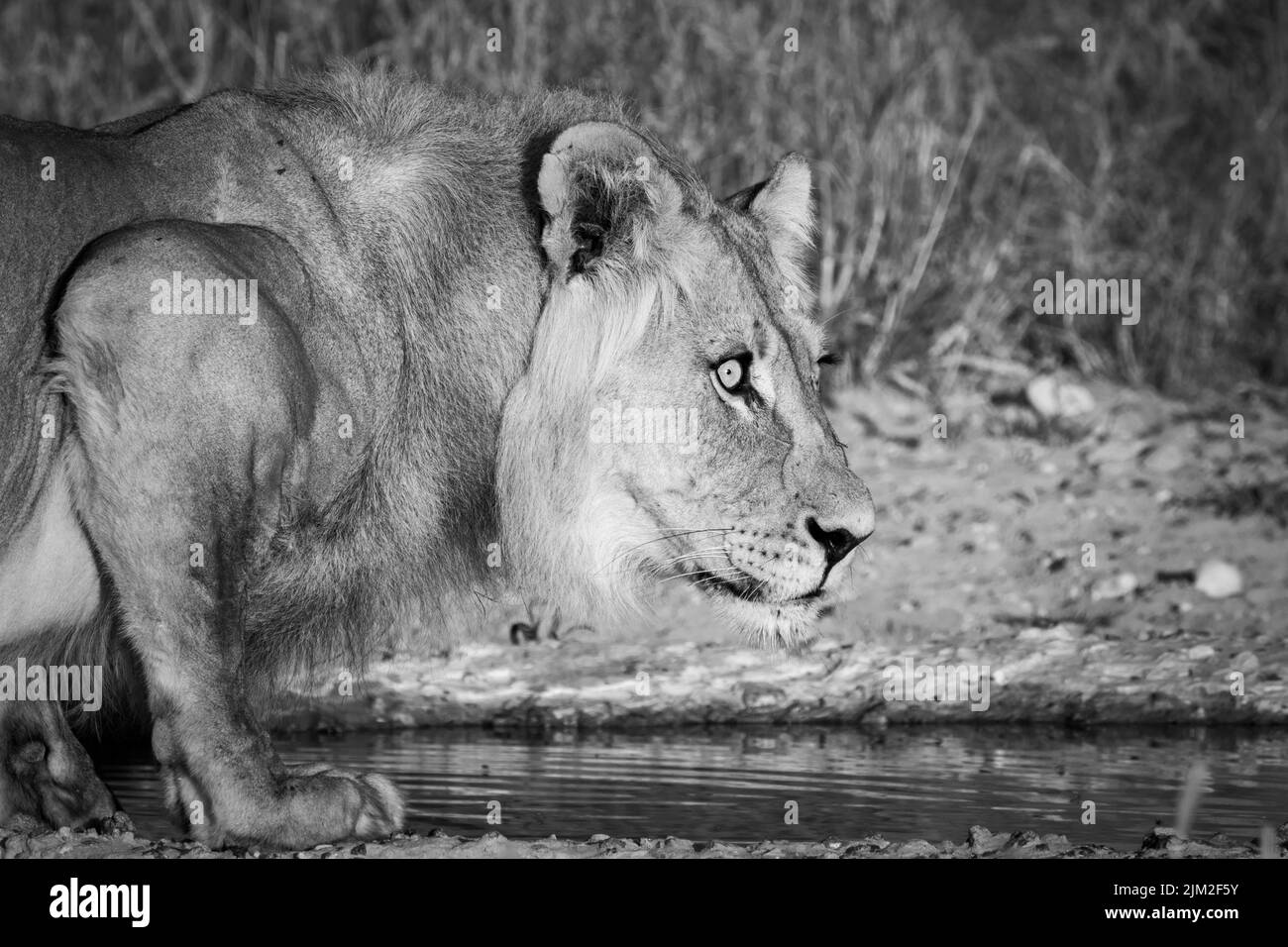 Kalahari-Löwe (Panthera leo). Kgalagadi Transfrontier Park, Kalahari, Südafrika Stockfoto