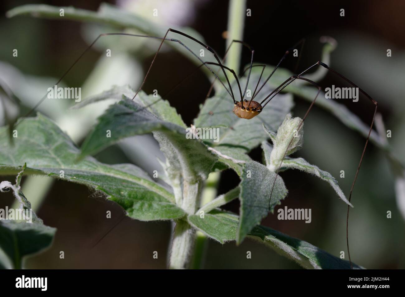 Harvestman (Leiobunum rotundum) auf einem Blatt Stockfoto