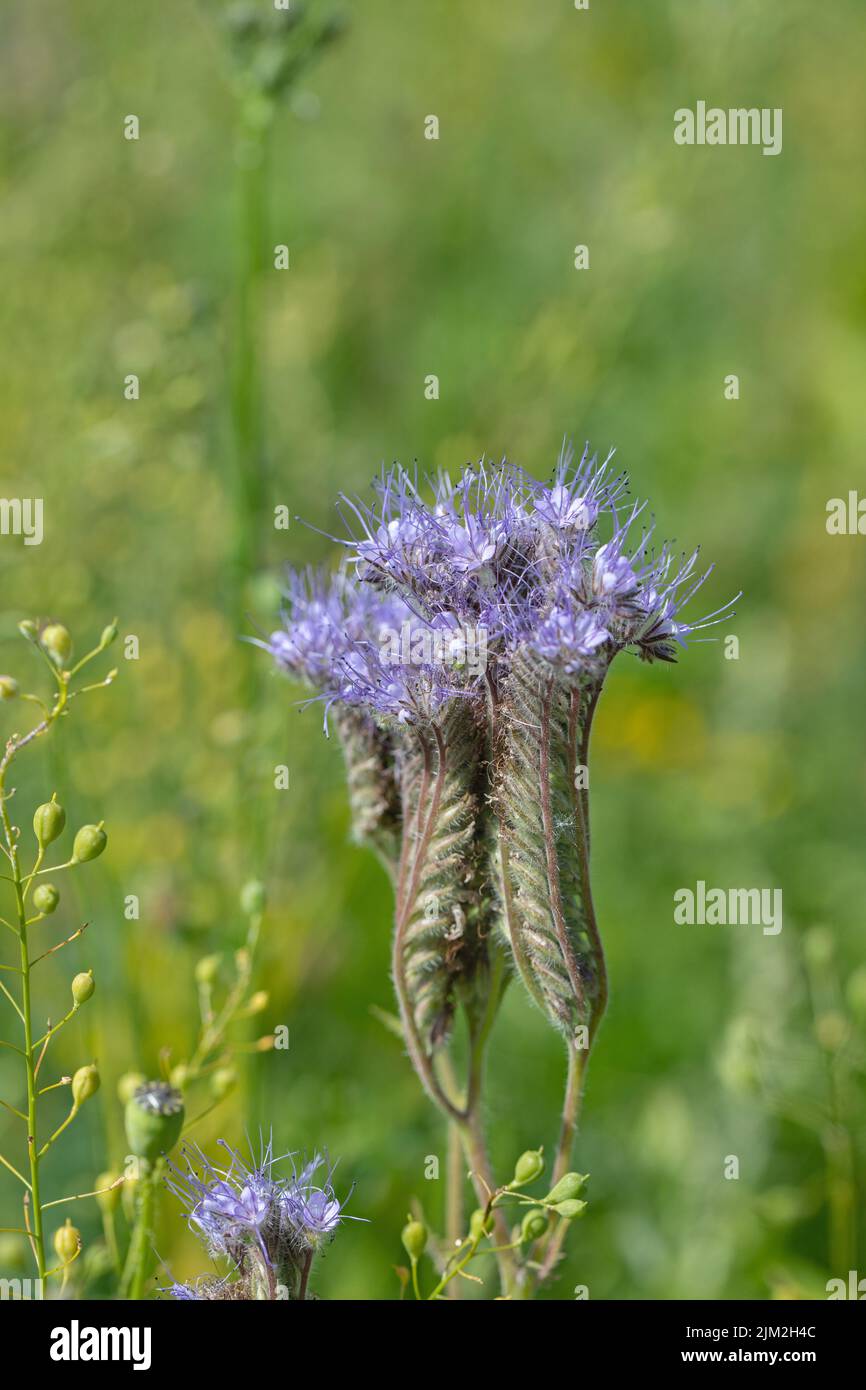 Blühende Phacelia (Phacelia tanacetifolia) auf einer bienenfreundlichen Blumenwiese. Stockfoto