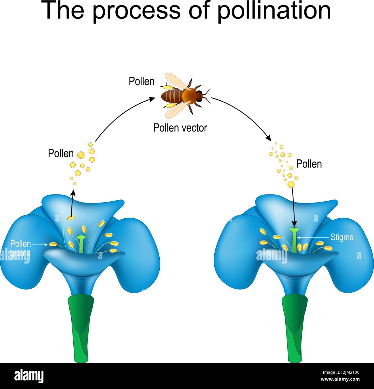 Bestäubung. Honigbiene ist ein Tier mit Bestäuber, Blüten und Pollen. Detailliertes Diagramm. Fortpflanzung in Pflanzen. Vektor-Poster für Studie Botanik Stock Vektor