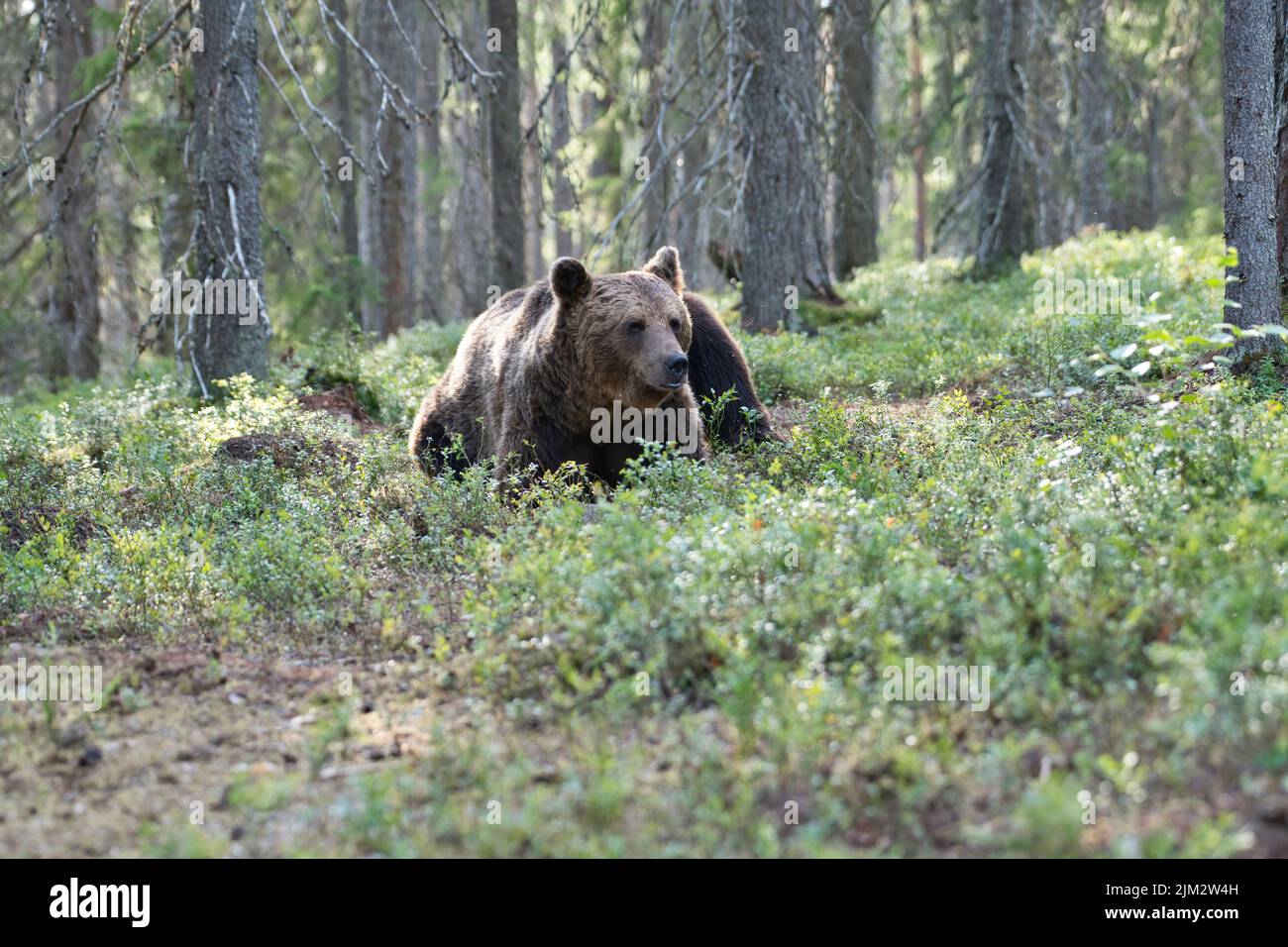 Braunbär (Ursus arctos) im Taigawald Finnlands Stockfoto