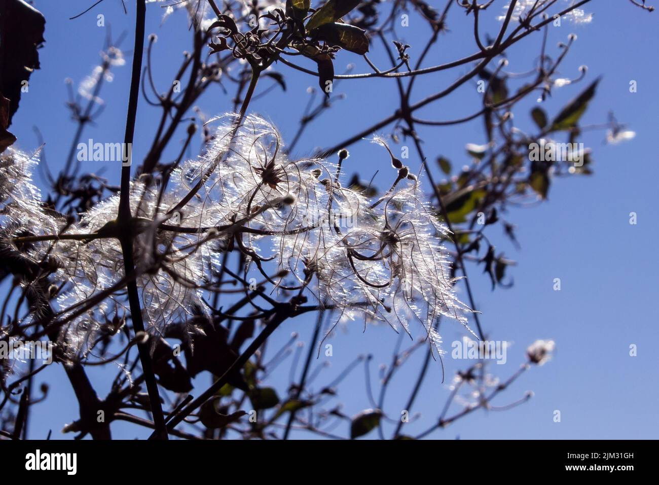 Die zarten, weißen, federleichten Samen von Travelers Joy, Clematis Brachiata, gegen den blauen Winterhimmel im ländlichen Nord-Freistaat Südafrika Stockfoto