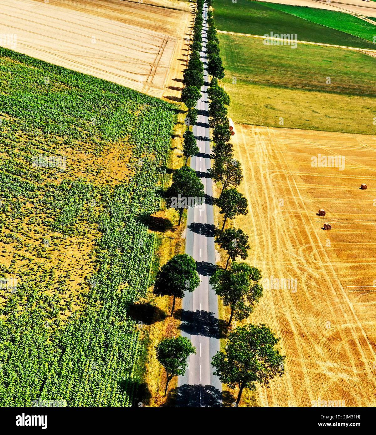 Luftaufnahme einer toten geraden schmalen grauen Landstraße mit Reihen von Bäumen entlang der Seiten neben Feldern von Ackerland Stockfoto