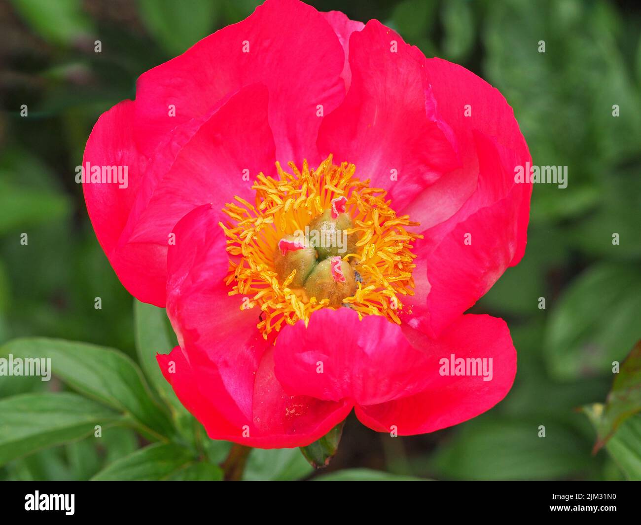Rosafarben rote Pfingstrosen-Blüten-Sorte Flamme in einem Garten Stockfoto