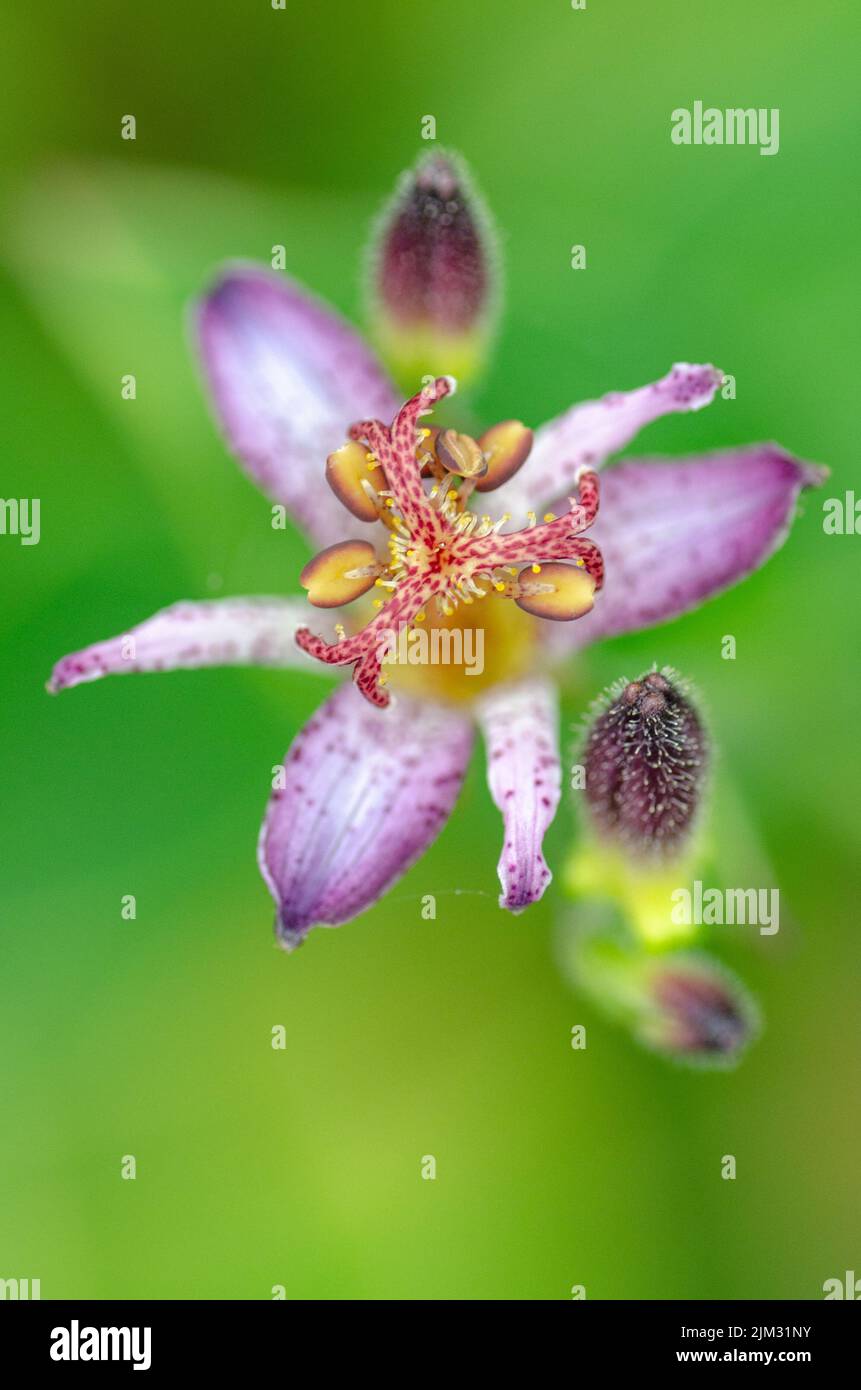 Die violette Blume einer Krötenlilie vor einem leuchtend grünen Hintergrund. Stockfoto