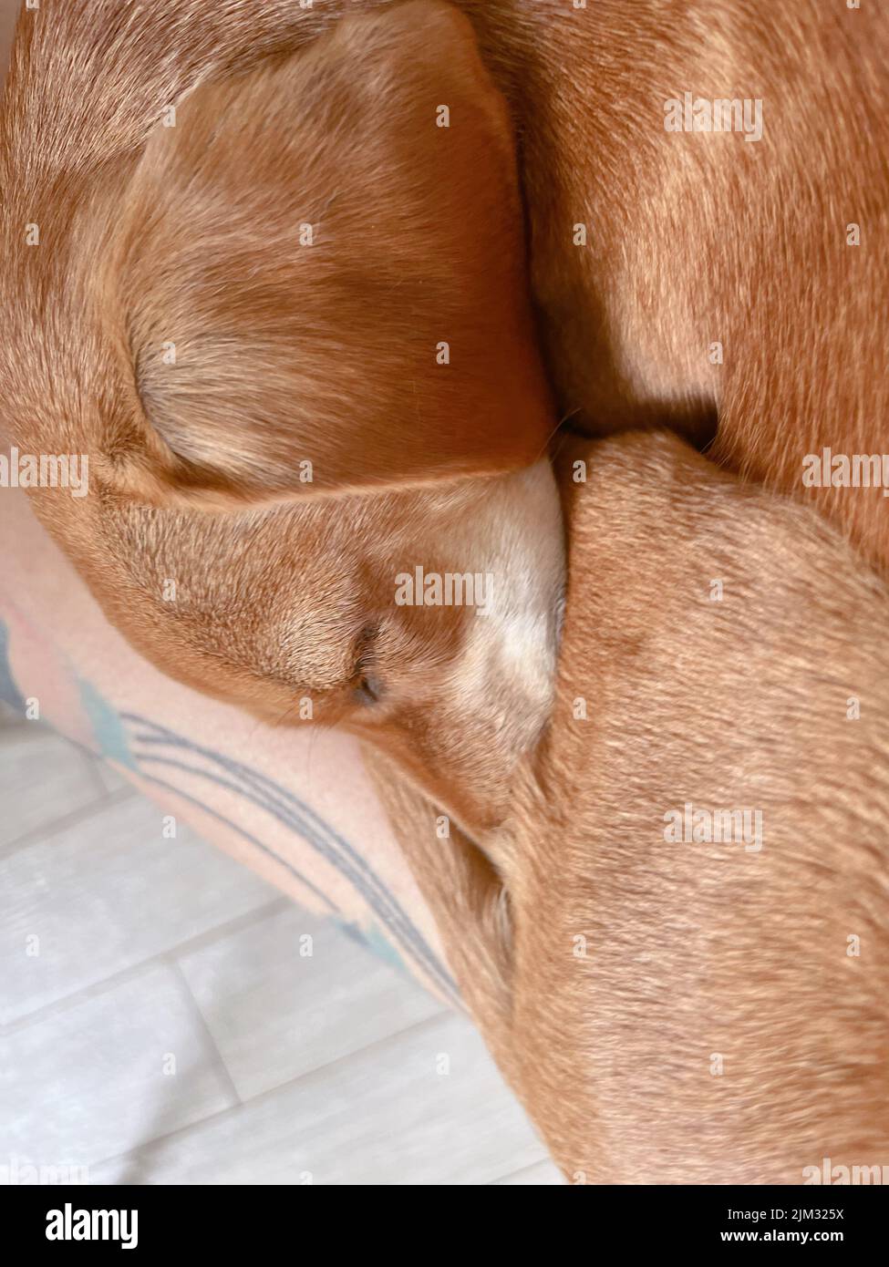 Liebenswert niedlichen schläfrigen Ingwer Hund entspannend, schlafen und liegen auf den Händen der Frau mit geschlossenen Augen. Brauner Hund liegt und schläft. Ruhender Hund. Hochwertige vertikale Fotos Stockfoto