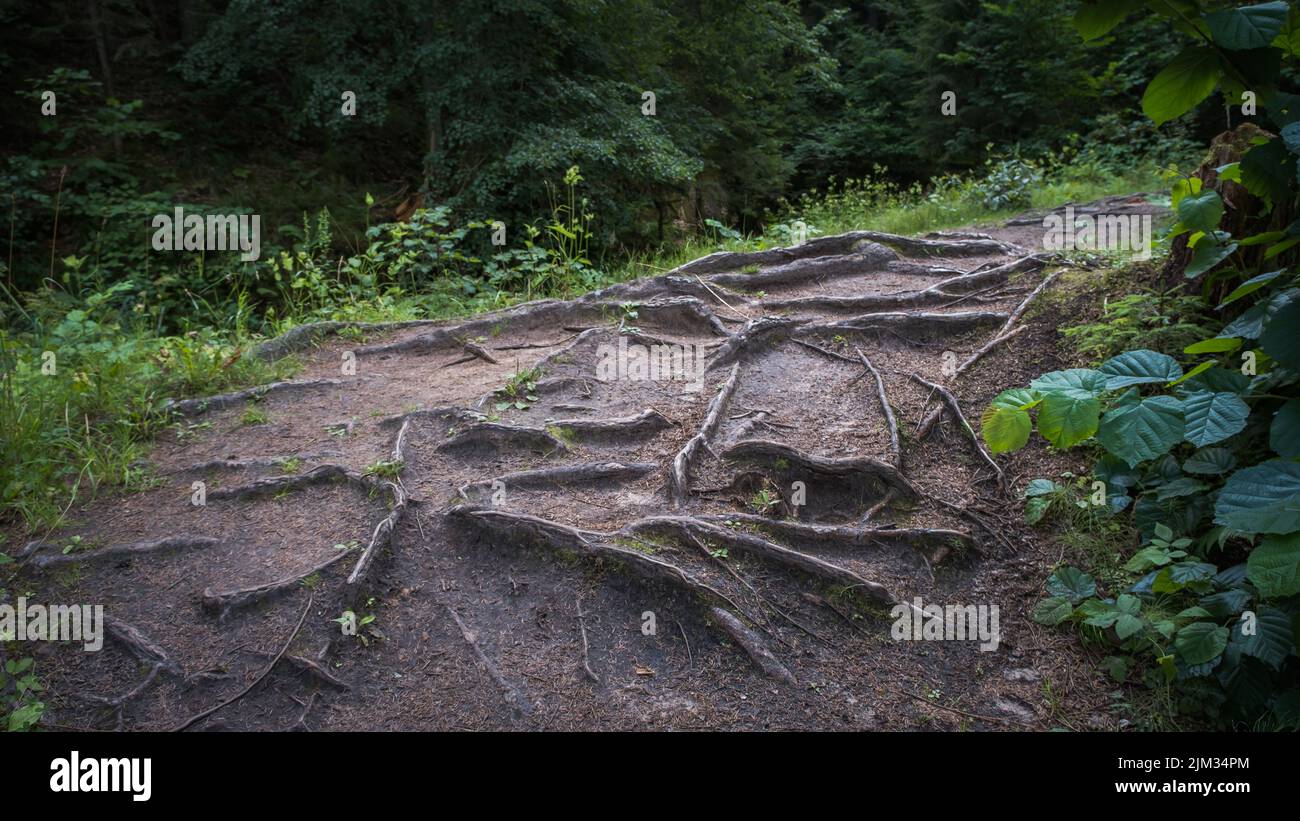 Kleiner Wanderweg mit vielen schönen Baumwurzeln im Wald Stockfoto