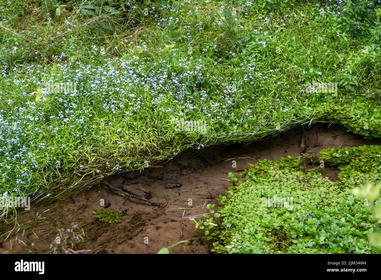 Sehr sauberes, klares Quellwasser. Transparenter und abfallender Waldbach fließt durch Steine, grünes Gras, Wald und Wildblumen. Es gibt schöne V Stockfoto