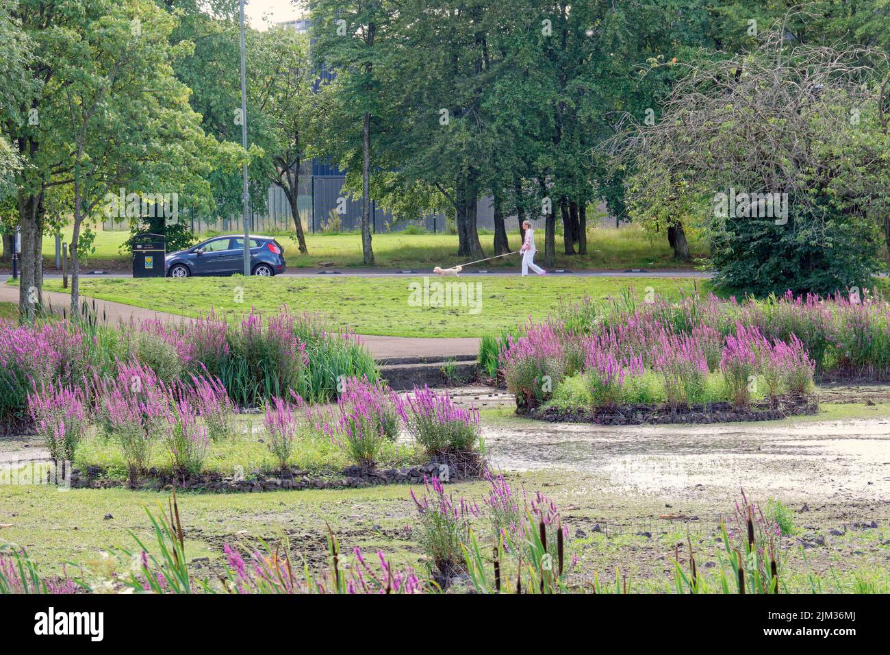 Glasgow, Schottland, Großbritannien 4.. August 2022. Der Knightswood-Bootsteich trocknet nach wie vor aus, da das Wetter den Niedergang nicht verlangsamt, da wenig Wasser übrig bleibt, um die einheimischen Vögel und den lokalen Model-Bootsclub zu unterstützen, der sich auf das Trinken von Tee vor dem beeindruckenden permanenten Clubhaus reduziert. Anwohner leiden auch, da die Fütterung der Vögel ein lokaler Zeitvertreib war und Spaziergänge weniger angenehm sind. Ironischerweise bestand der rat lediglich darin, den lokalen Bäumen trotz des Ausstiegs der Vögel aufgrund des Wassermangels eine Vogelgrippe-Warnung hinzuzufügen. Credit Gerard Ferry/Alamy Live News Stockfoto