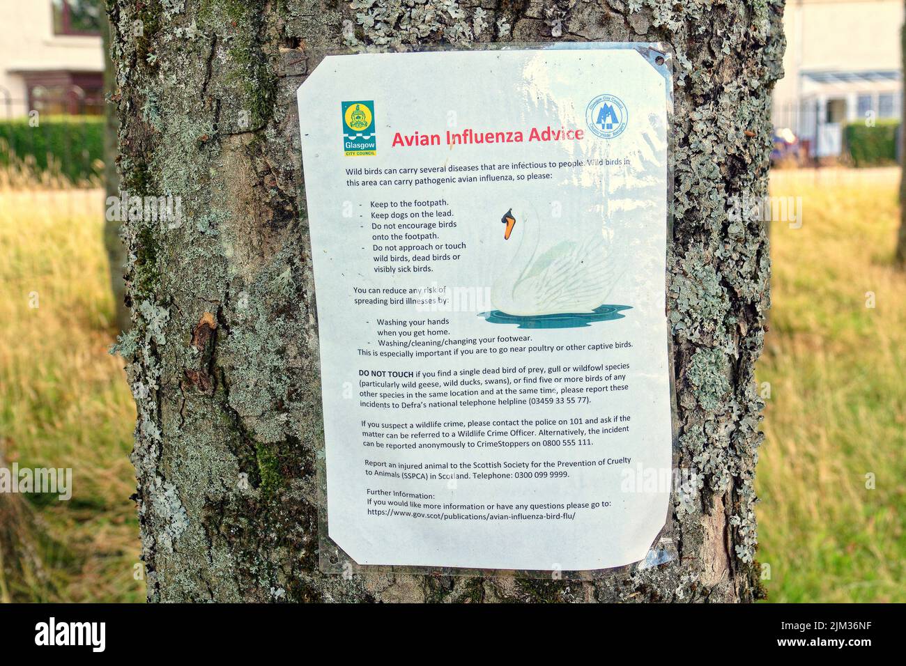 Glasgow, Schottland, Großbritannien 4.. August 2022. Der Knightswood-Bootsteich trocknet nach wie vor aus, da das Wetter den Niedergang nicht verlangsamt, da wenig Wasser übrig bleibt, um die einheimischen Vögel und den lokalen Model-Bootsclub zu unterstützen, der sich auf das Trinken von Tee vor dem beeindruckenden permanenten Clubhaus reduziert. Anwohner leiden auch, da die Fütterung der Vögel ein lokaler Zeitvertreib war und Spaziergänge weniger angenehm sind. Ironischerweise bestand der rat lediglich darin, den lokalen Bäumen trotz des Ausstiegs der Vögel aufgrund des Wassermangels eine Vogelgrippe-Warnung hinzuzufügen. Credit Gerard Ferry/Alamy Live News Stockfoto