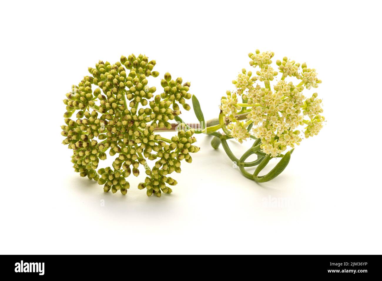 Fresh Sea Fenchel oder Rock Samphire Zweig isoliert auf weißem Hintergrund. Crithmum maritimum Stockfoto