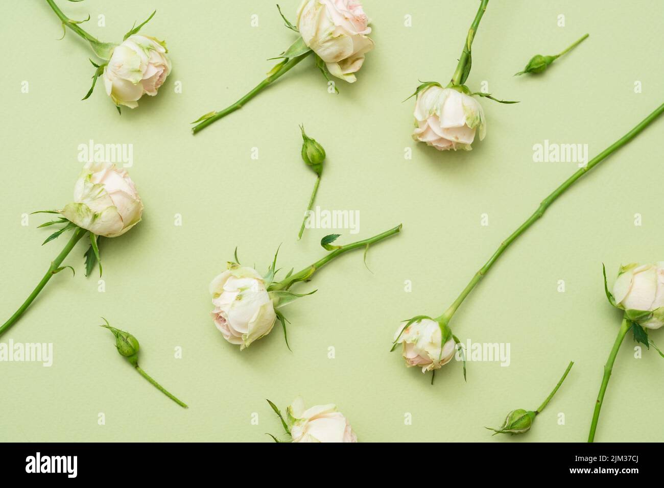 Chaotische weiße Rosen Layout hellgrüne Blume Stockfoto