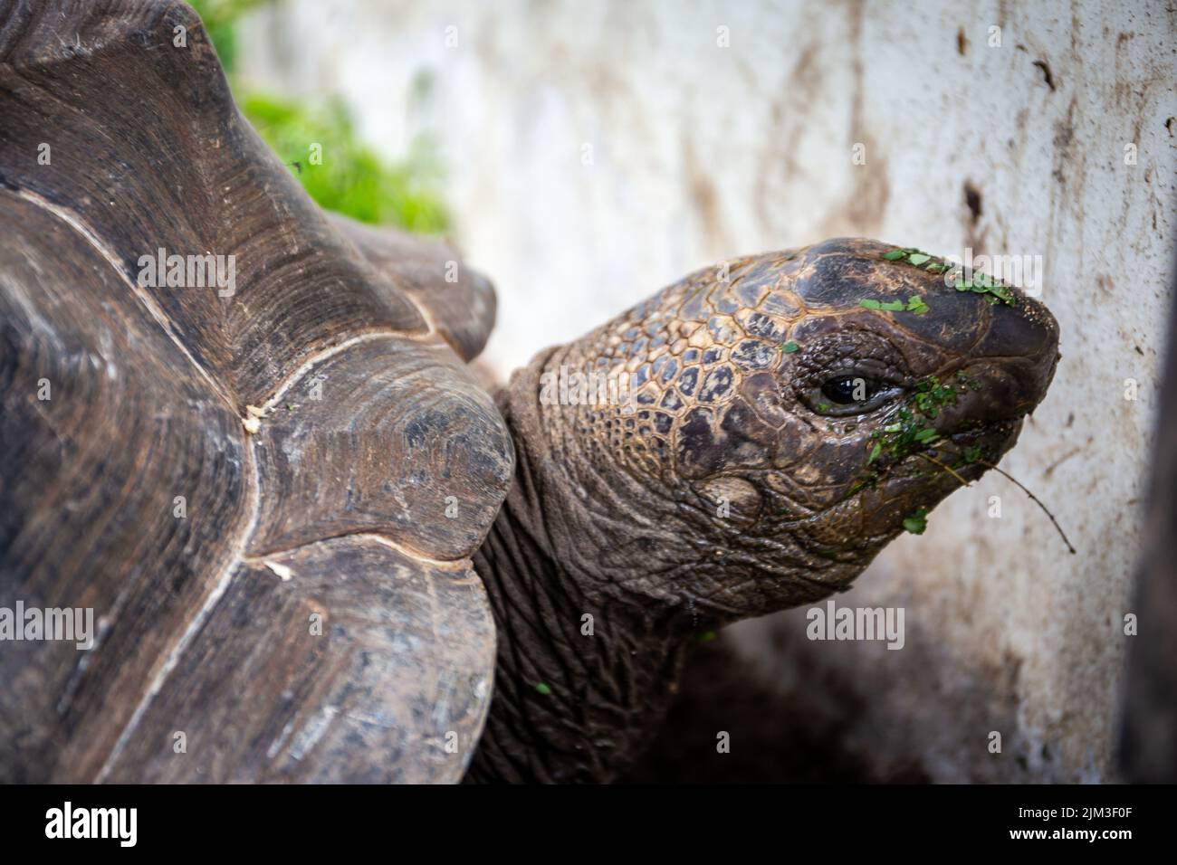 Die riesige Schildkröte von Aldabra (Aldabrachelys gigantea), endemisch auf den Seychellen, Nahaufnahme. Stockfoto