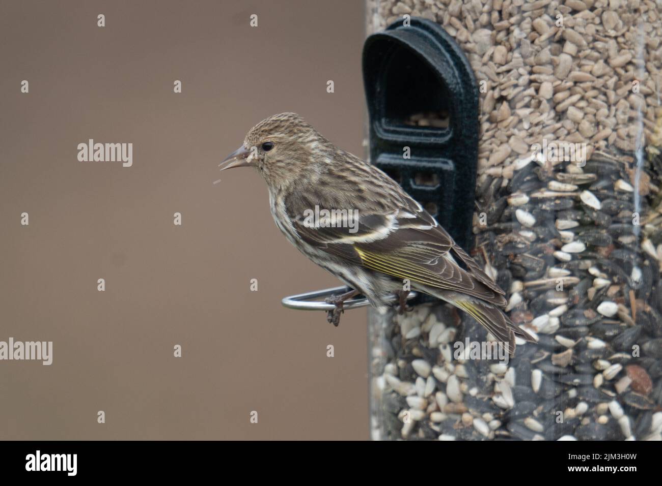 Eine Makroaufnahme eines Kiefernsiskins (Spinus pinus), der auf seinem Futterhäuschen thront Stockfoto