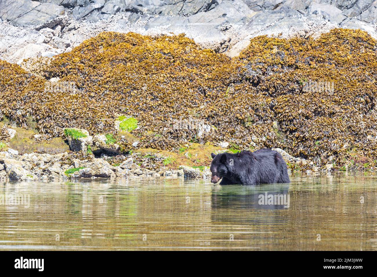 Schwarzbären (Ursus americanus) Angeln in der Nähe von Tofino, Vancouver Island, British Columbia, Kanada. Stockfoto