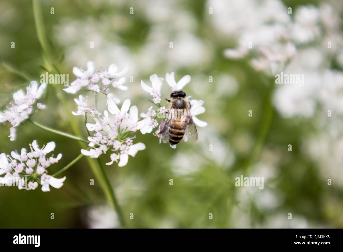 Eine Biene, die Nektar aus der Blume des Korianders sammelt. Wissenschaftlicher Name des