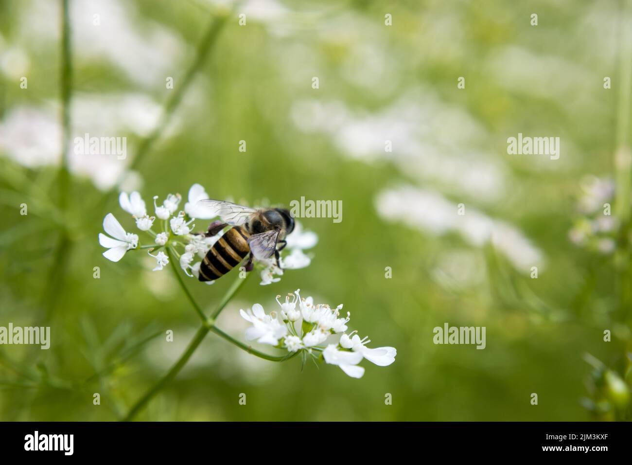 Eine Biene, die Nektar aus der Blume des Korianders sammelt. Wissenschaftlicher Name des