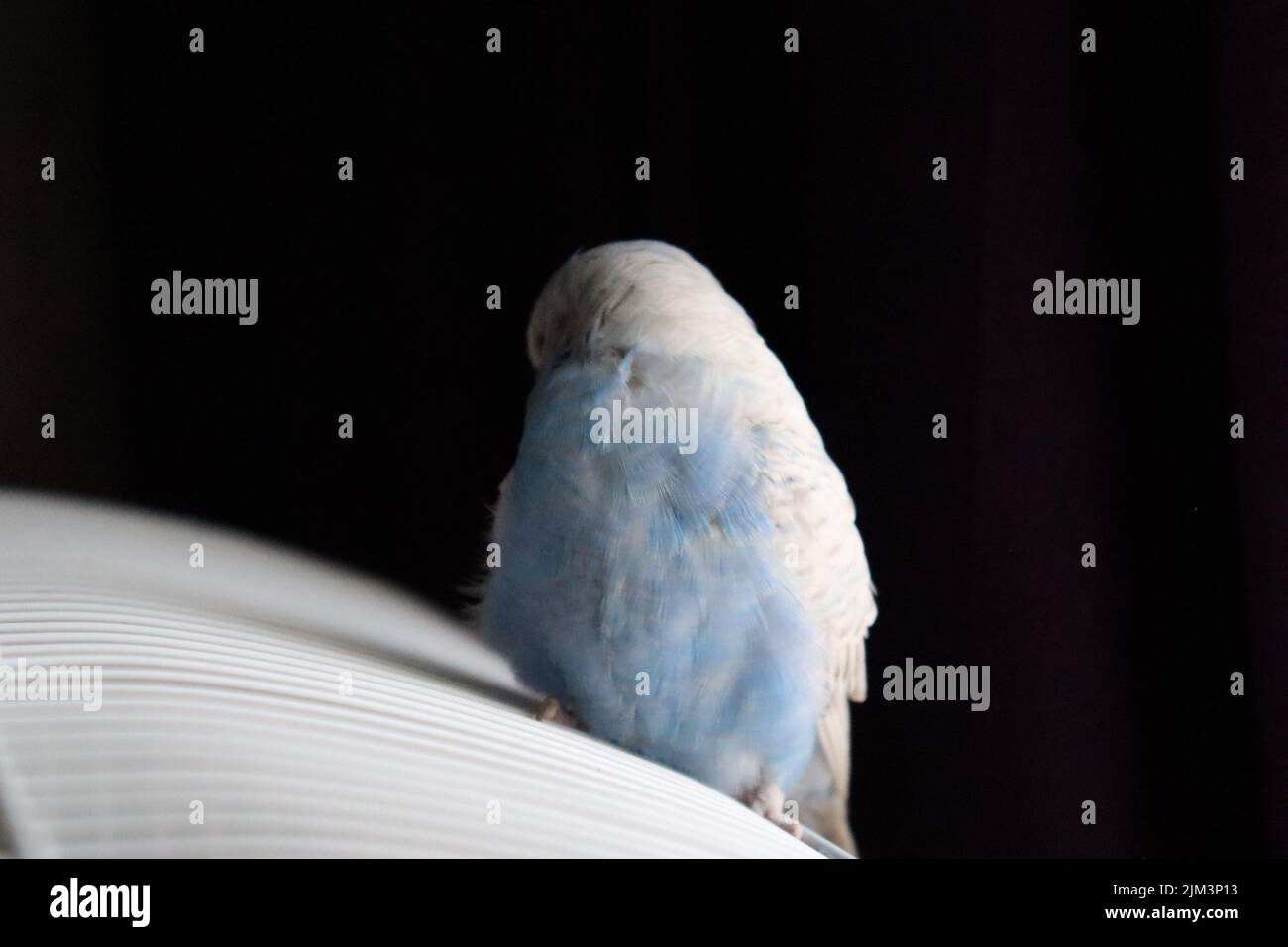 Eine Rückansicht eines Wellensittichen-Vogels auf einem Käfig Stockfoto