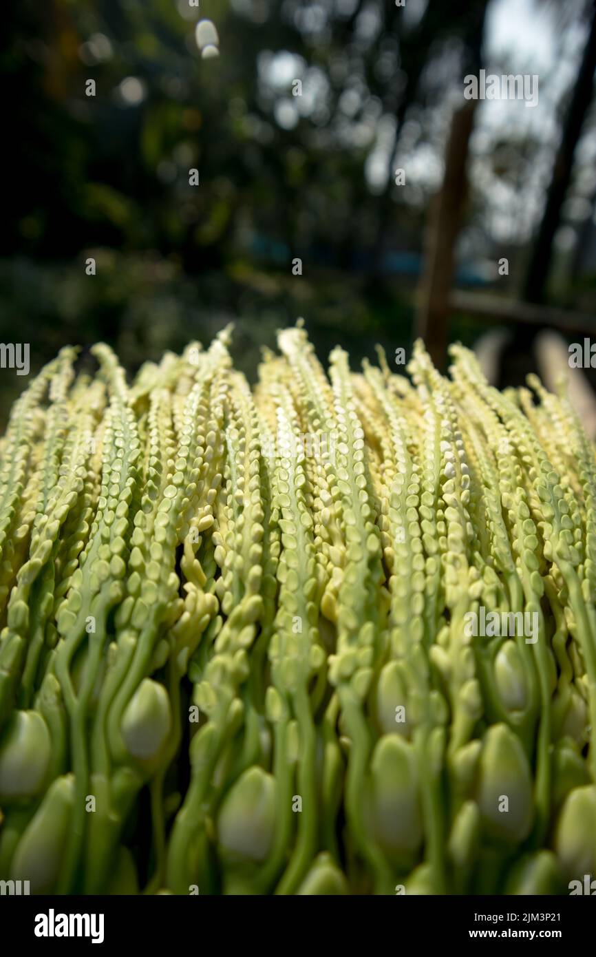 Areca Palmsamen blühen auch als Arecanut bekannt in einem Wintermorgen und Tau Tropfen scheinen wie weiße Perlen Stockfoto