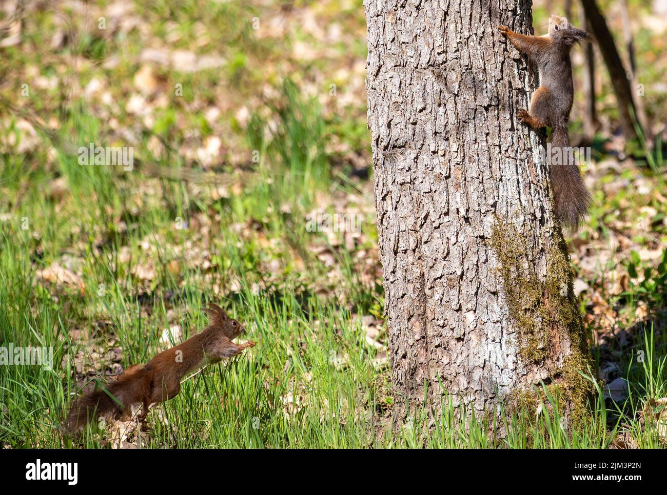 Die beiden Eichhörnchen auf dem Stamm eines Baumes Stockfoto