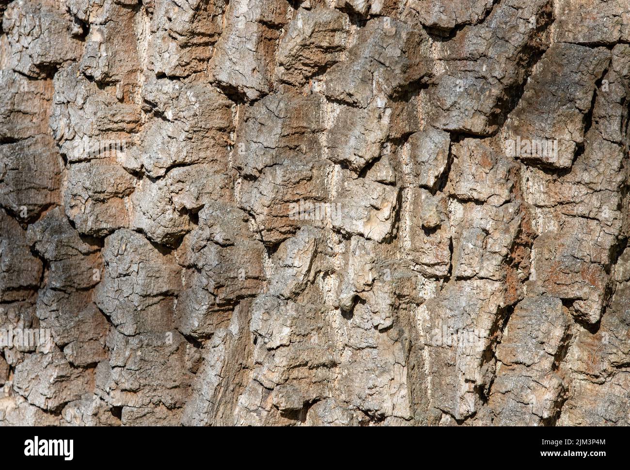 Eine Nahaufnahme von Populus alba Baumrinde, alt Stockfoto