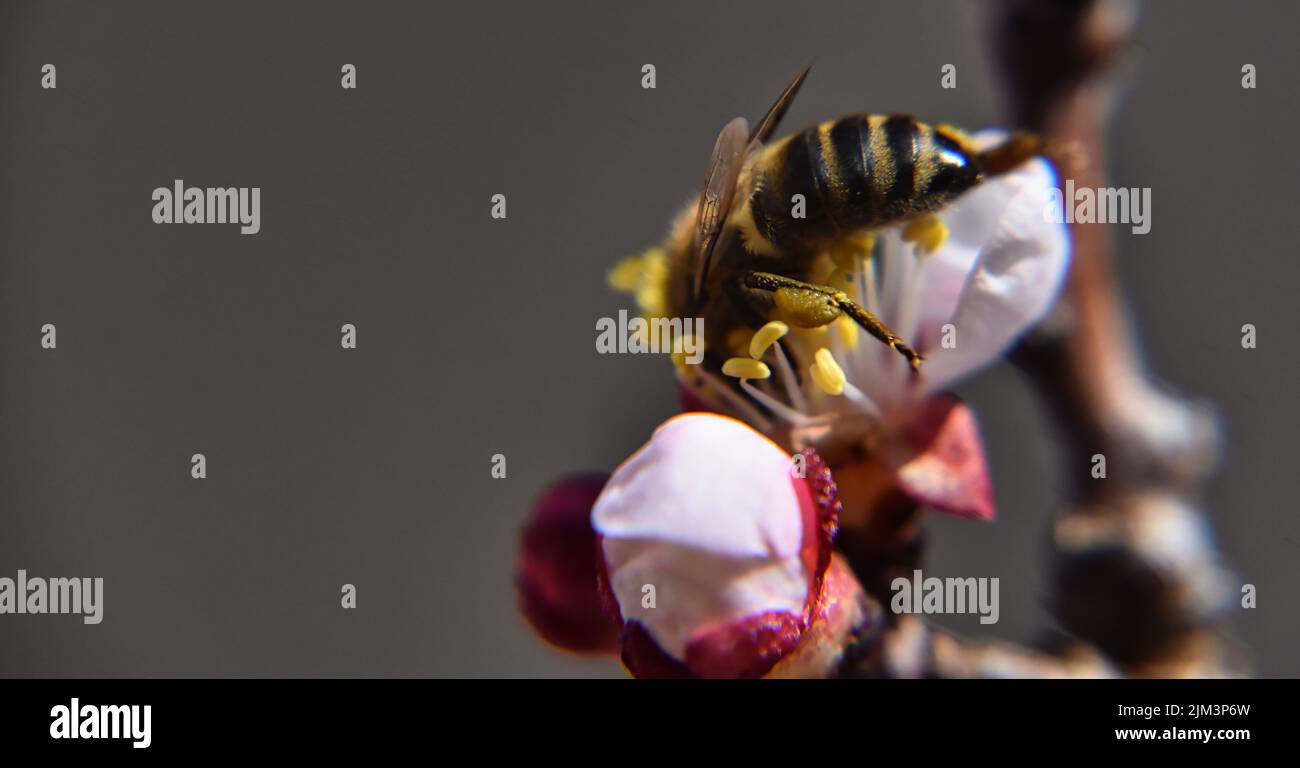 Eine Nahaufnahme einer westlichen Honigbiene, die auf rosa Blüten auf einem verschwommenen Hintergrund bestäubt Stockfoto