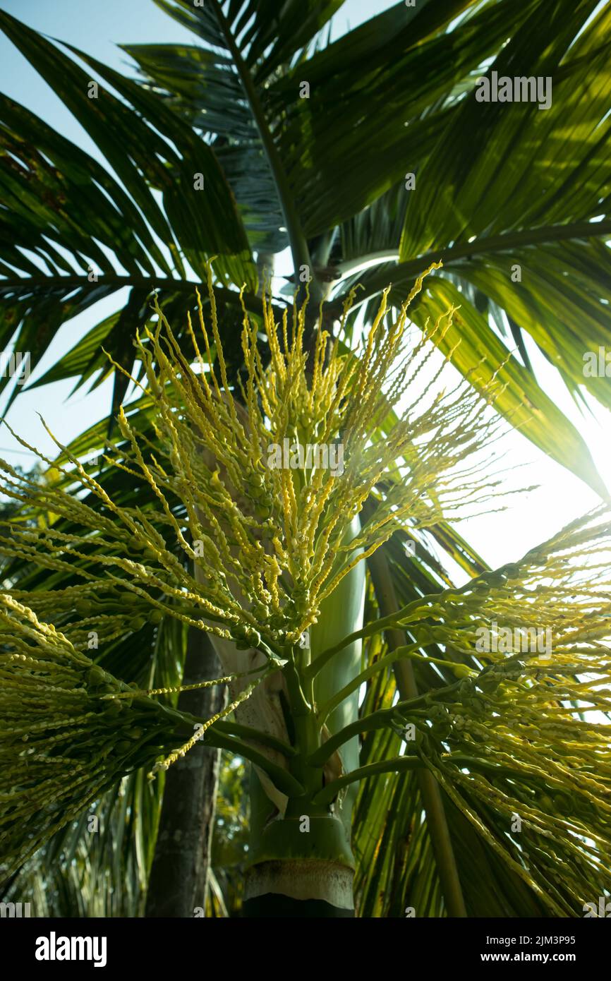 Areca Palmsamen oder Blume auch bekannt als Arecanut in einem Wintermorgen und Tau Tropfen scheint wie weiße Perlen Stockfoto