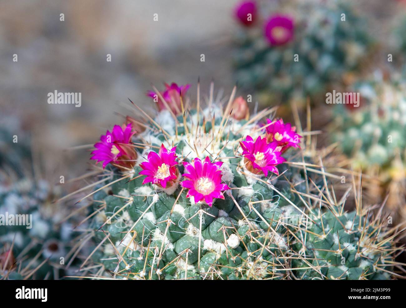 Eine Nahaufnahme mit einem blühenden Mammillaria haageana Kaktus, Dornen, rot, tropisch Stockfoto