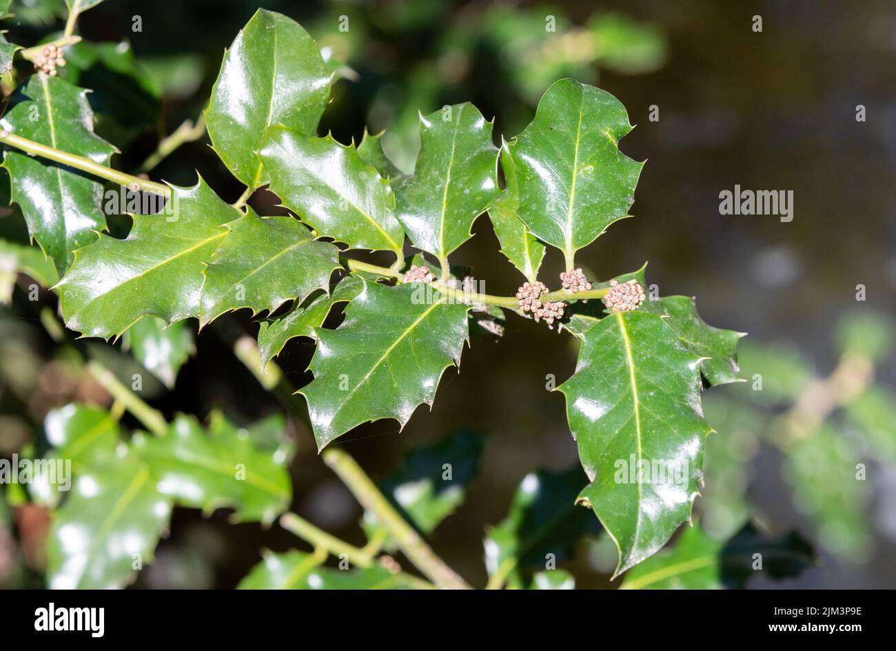 Ein Zweig mit Ilex Opaca-Blättern, Natur, grün Stockfoto