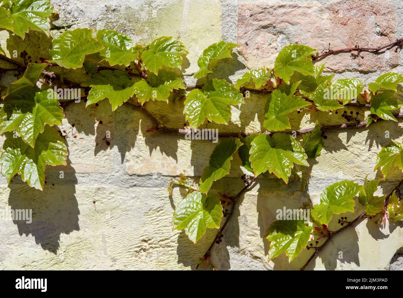 Eine Nahaufnahme mit einer Weinrebe, die an einer Wand hängt, Heimat, invasive Pflanze, Traube Stockfoto