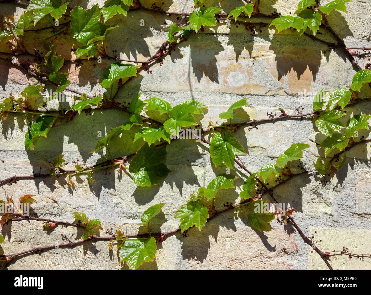 Eine Nahaufnahme mit einer Weinrebe, die an einer Wand hängt, Heimat, invasive Pflanze, Traube Stockfoto