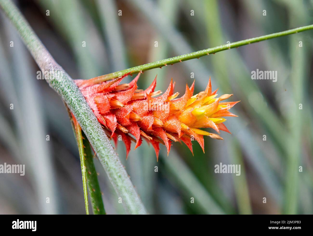 Eine Nahaufnahme einer Ananas-Comosus-Blume, die auf einer tropischen Pflanze mit roten und gelben Blättern wächst Stockfoto