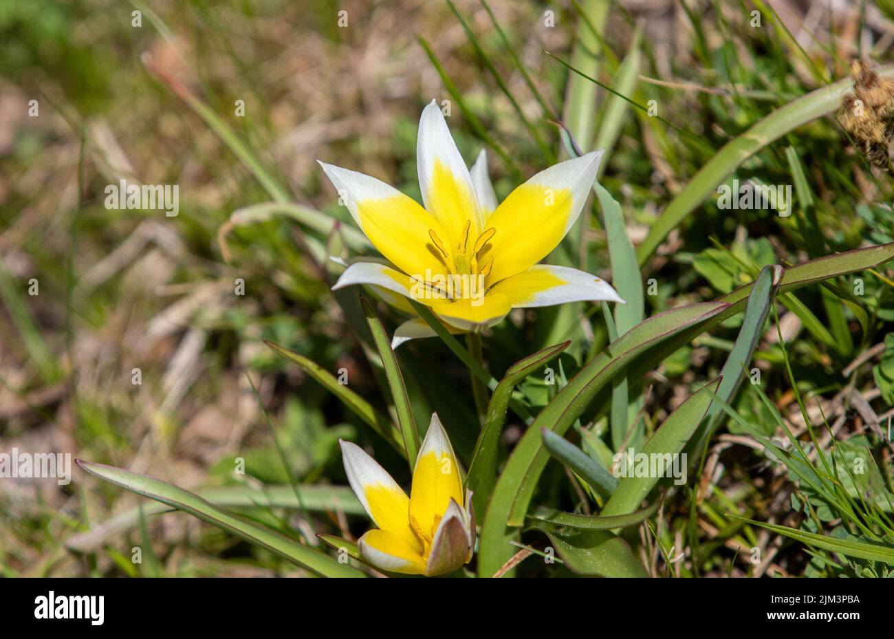 Eine Nahaufnahme einer Tulipa-Tarda-Blume an einem sonnigen Tag Stockfoto